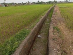 Sawah Mengering di Lembang Parang, PPA Sebut Air Lambat Sampai Akibat Sedimen di Saluran Tersier