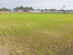 Sawah Mengering, Petani Menjerit: Dinas TPH Gowa Siap Turun Tangan