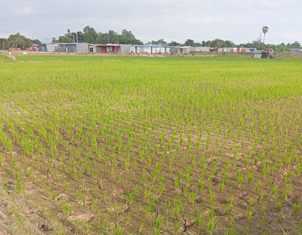 Keluhan petani terkait kekeringan sawah di Kelurahan Lembang Parang, Kecamatan Barombong, mulai mendapat respons dari Dinas Tanaman Pangan dan Hortikultura Kabupaten Gowa. Kadis telah menginstruksikan kepala bidang terkait untuk meninjau lokasi pada Kamis, 11 Juni 2026.