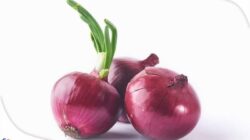 cara menanam bawang merah