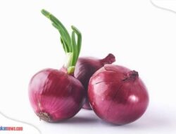 8 Cara Menanam Bawang Merah untuk Pemula dari Berbagai Metode yang Paling Mudah!